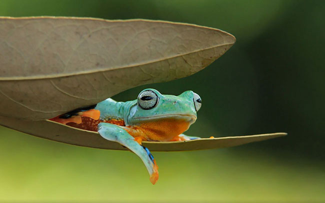 enallaktika.gr