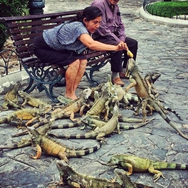 enallaktika.gr