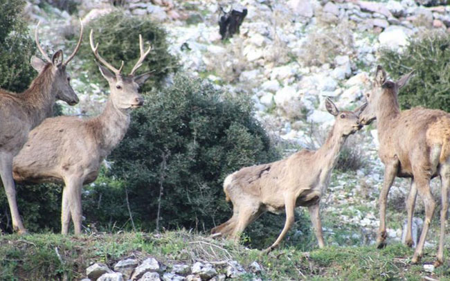 enallaktika.gr