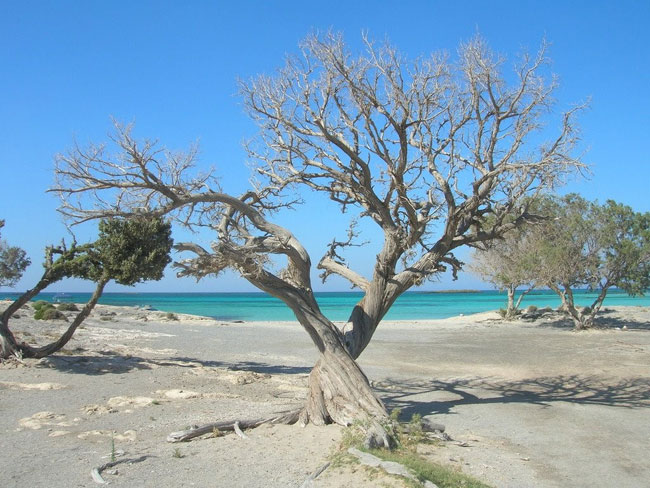 enallaktika.gr