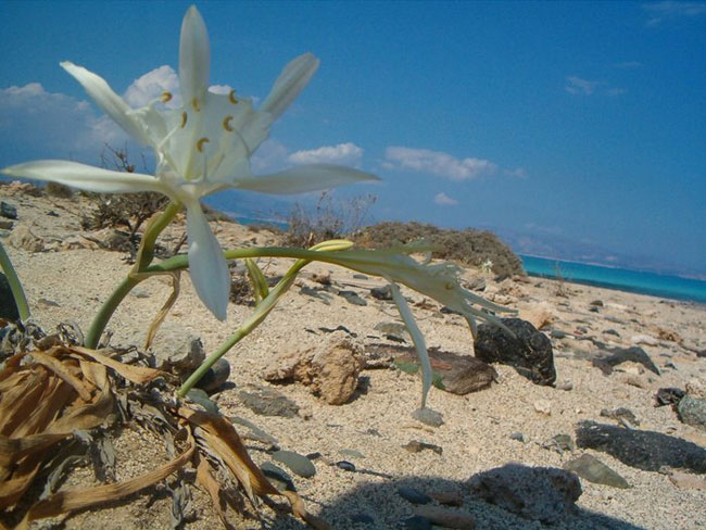 enallaktika.gr