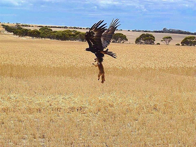 enallaktika.gr