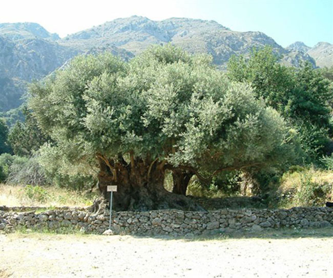 enallaktika.gr