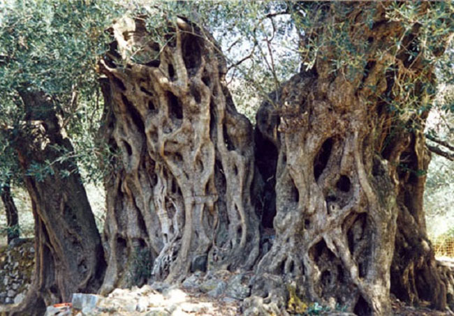 enallaktika.gr