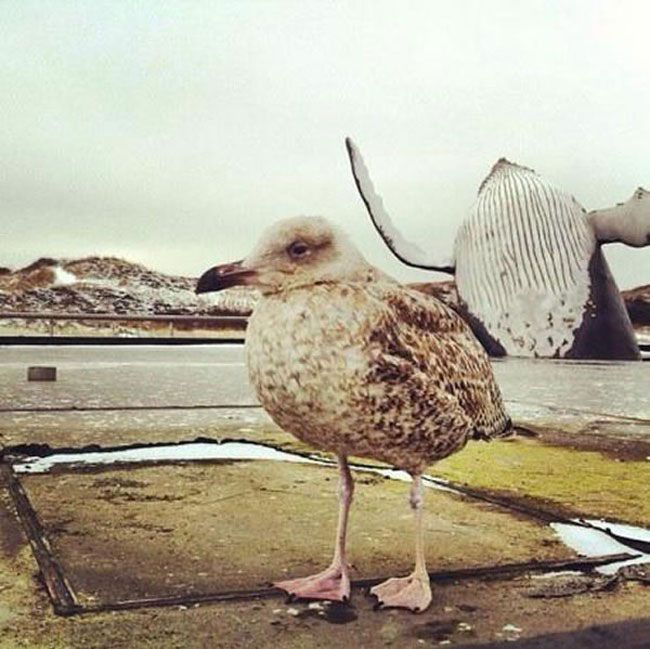 enallaktika.gr