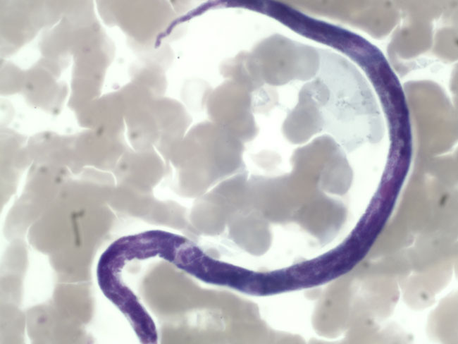 enallaktika.gr
