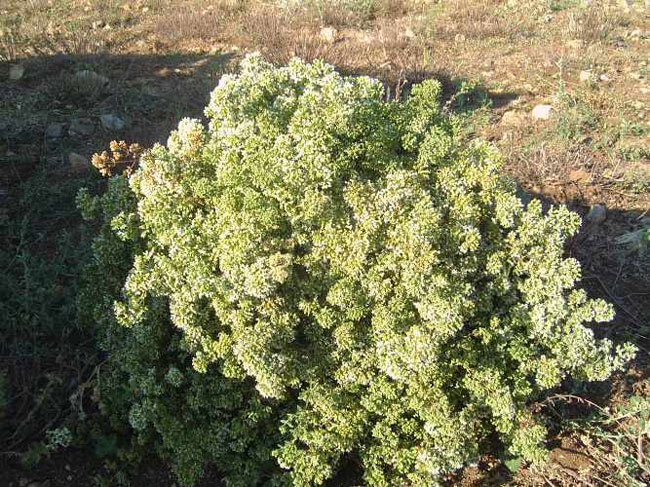 enallaktika.gr