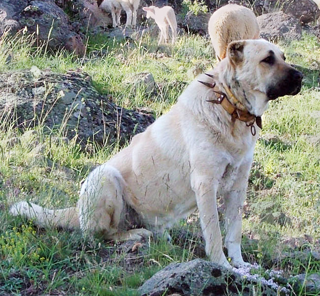 enallaktika.gr