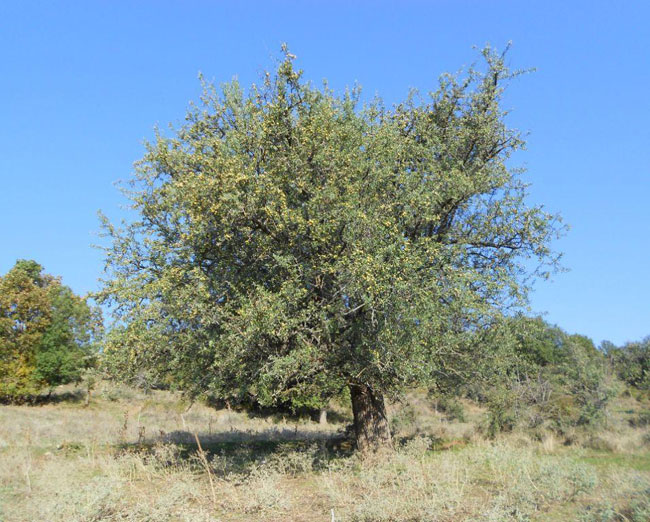 enallaktika.gr