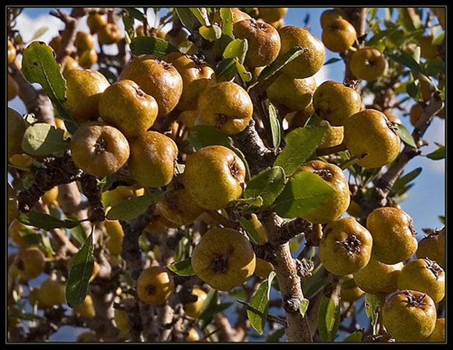 enallaktika.gr