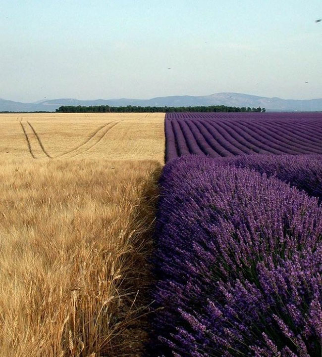 enallaktika.gr