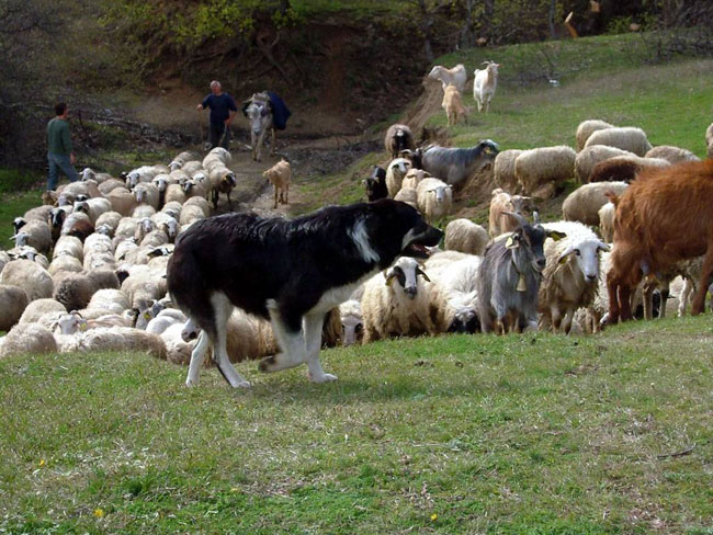 enallaktika.gr