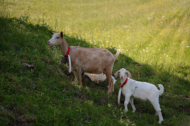 enallaktika.gr