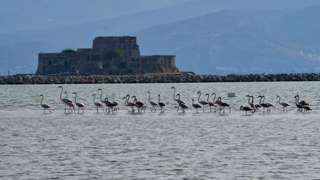 enallaktika.gr